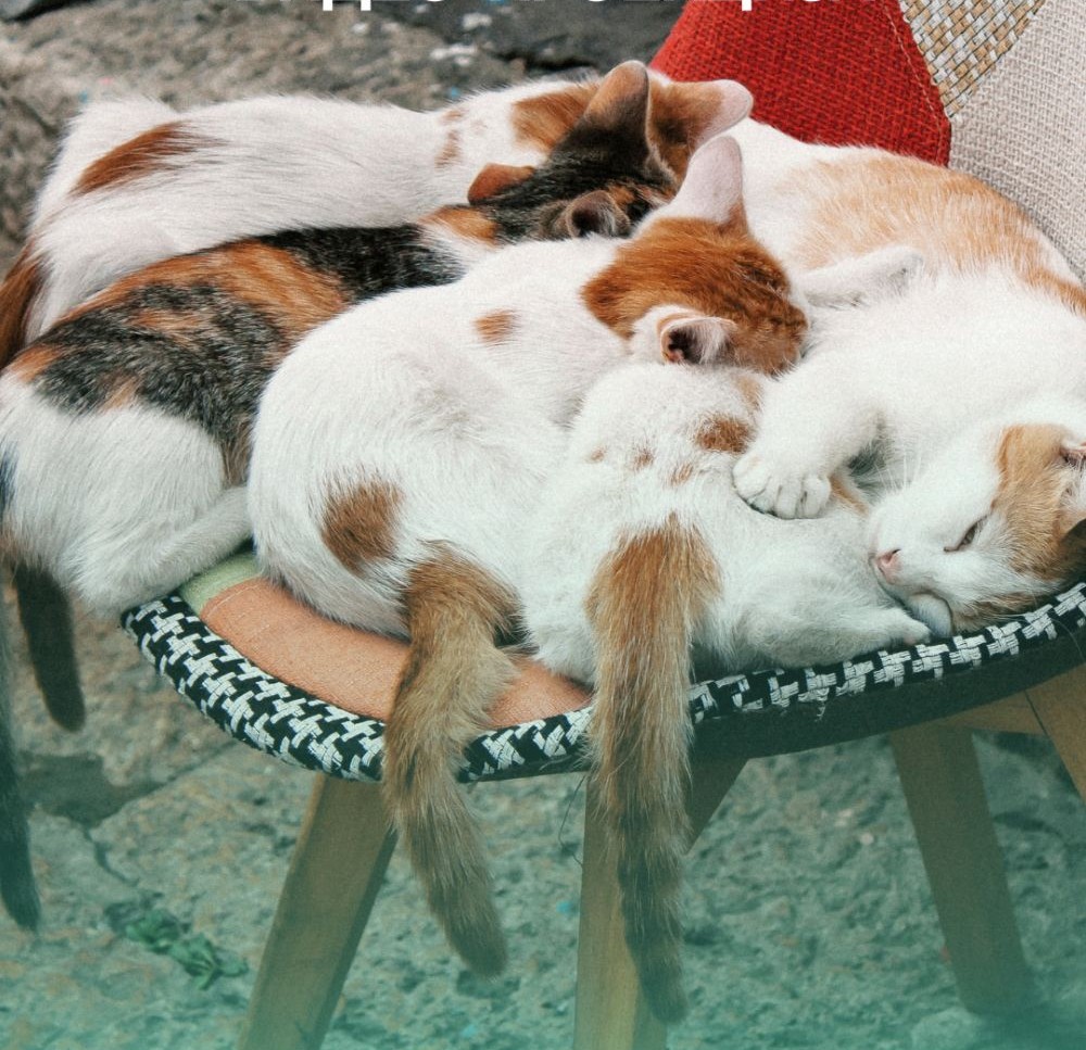 Старата скопска чаршија низ очите на младите: француско-германски проект ја спојува традицијата со иднината