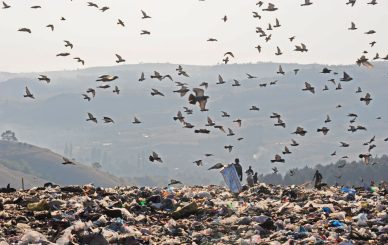 Дрисла Ѓубре - Фото Томи Георгиев